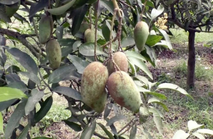 সুস্বাদু অসময়ের কাটিমন আম 