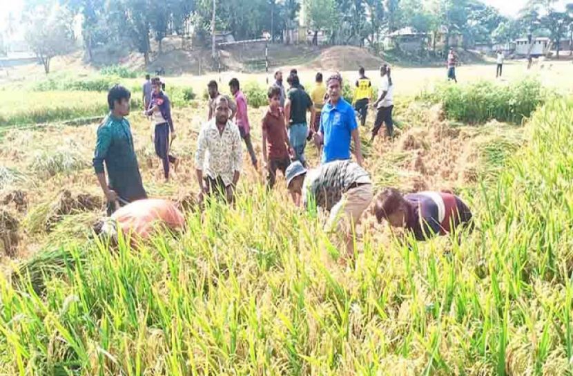 কৃষকের ৫ বিঘা জমির ধান কেটে দিলো যুবলীগ  