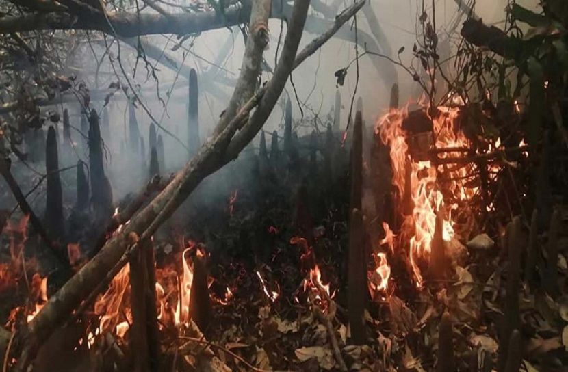 ফের পুড়ছে সুন্দরবন