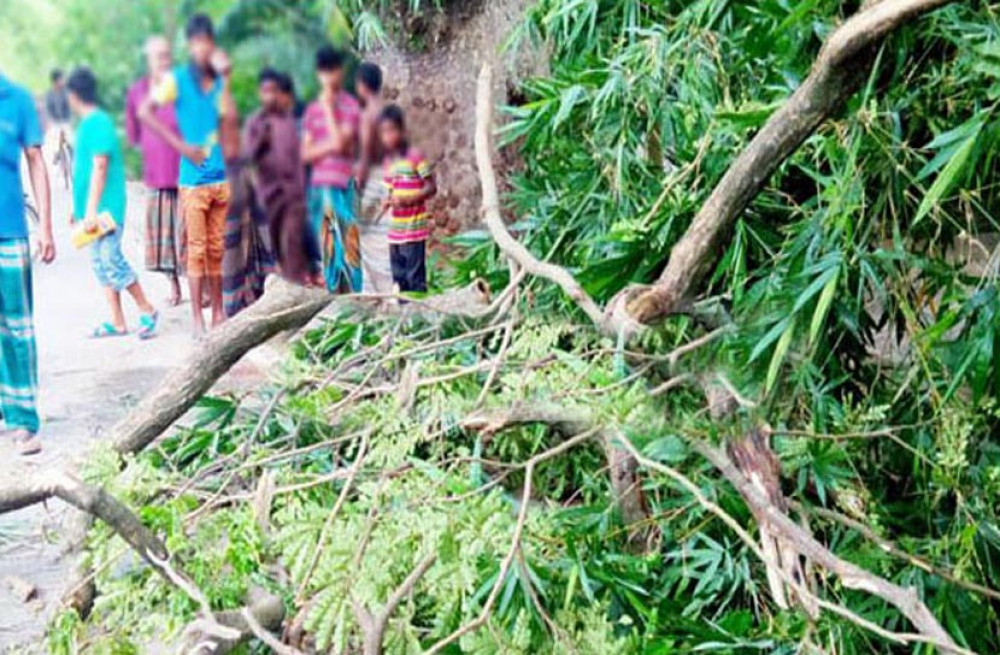 নীলফামারীতে গাছ চাপায় স্বামী-স্ত্রীর মৃত্যু