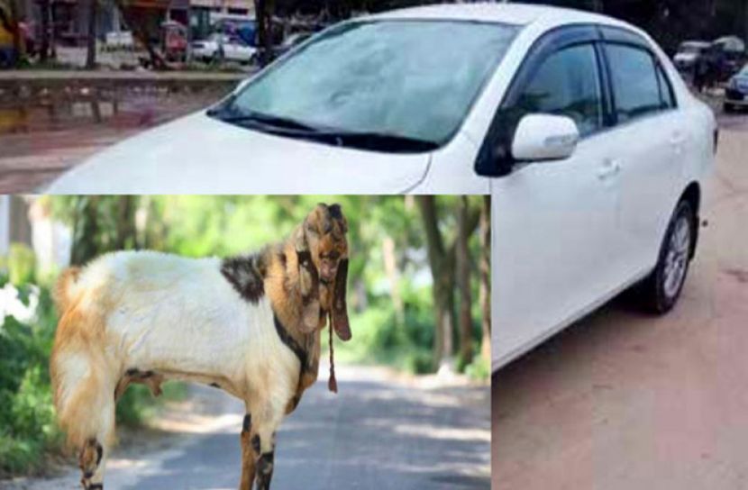 প্রাইভেটকারে করে ছাগল চুরি!