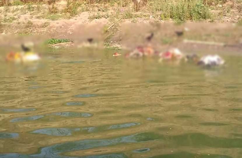 ভারতে গঙ্গায় হাজার হাজার মরদেহ, ছিঁড়ে খাচ্ছে কুকুর শেয়াল