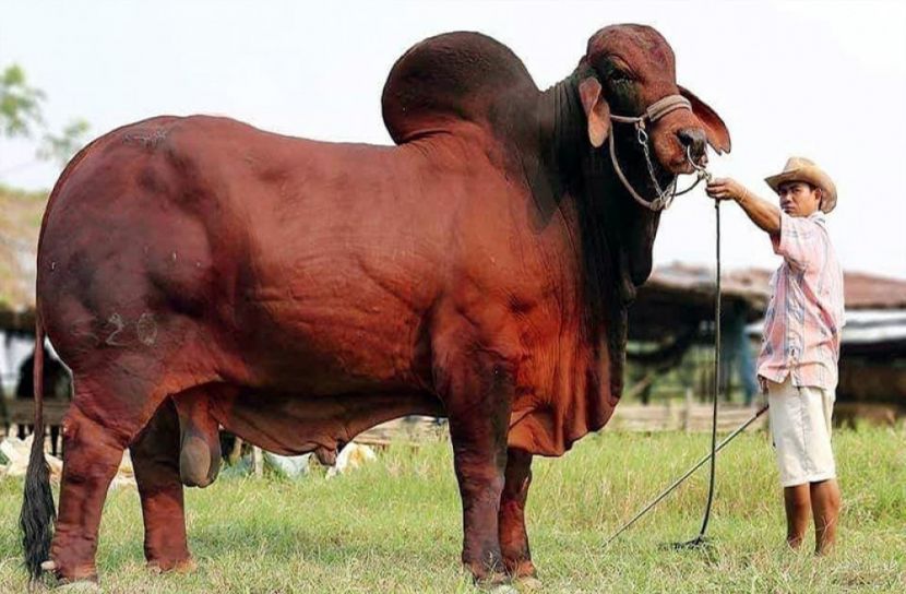 টিকা নিলে মিলবে গরু