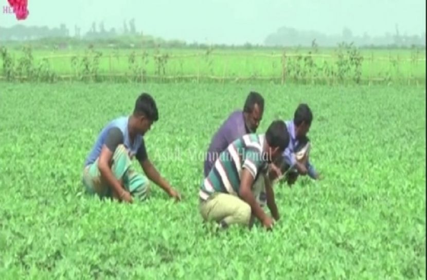 ব্রাহ্মণবাড়িয়ায় জনপ্রিয় হয়ে উঠছে বাদাম চাষ