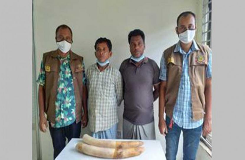 চট্টগ্রামে হাতির দাঁতসহ গ্রেফতার ২