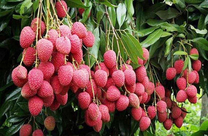 ব্রাহ্মণবাড়িয়ায় লিচুর আশানুরূপ ফলন