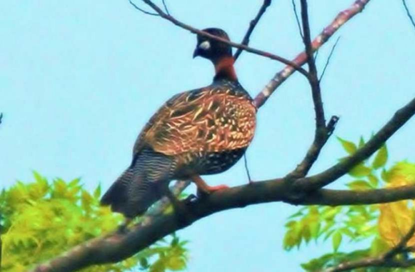কালের বিবর্তনে হারিয়ে যাচ্ছে কালো তিতির