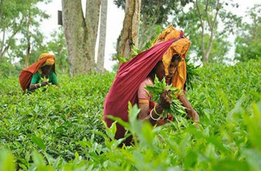আজ জাতীয় চা দিবস উদযাপন করা হবে