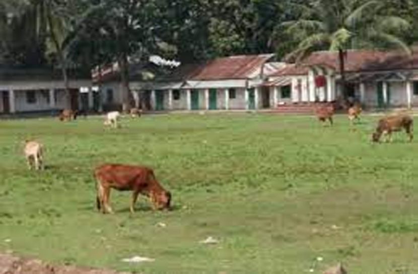 স্কুলে গরু-ছাগল চরানো যাবে না