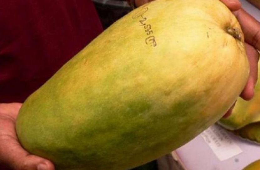 এক আমের দামই ১২০০ টাকা!