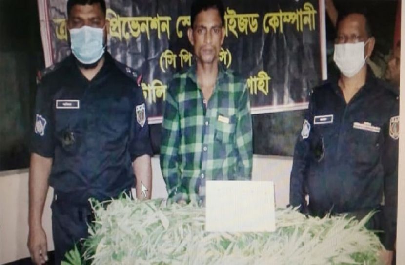 গাঁজার গাছসহ যুবক আটক