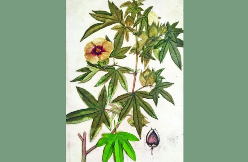 বোনা হতো ফুটিকার্পাসের সুতোয়