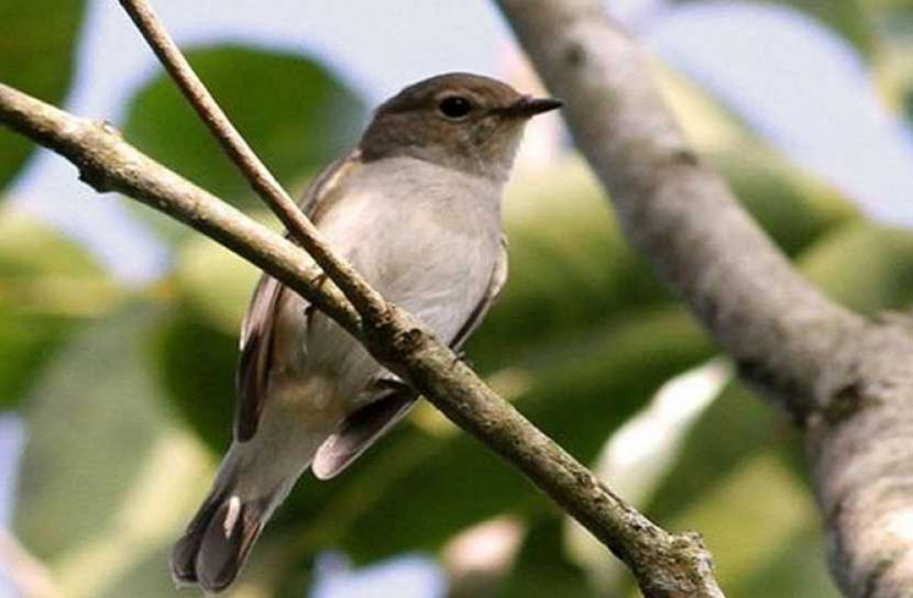 বাংলার প্রাণপ্রকৃতির ক্ষুদ্র পরিযায়ী তাইগা-চুটকি