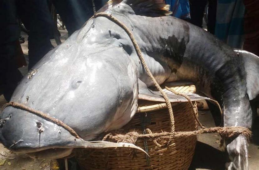 ধরলায় ধরা পড়েছে ৫২ কেজির বাঘাইড়