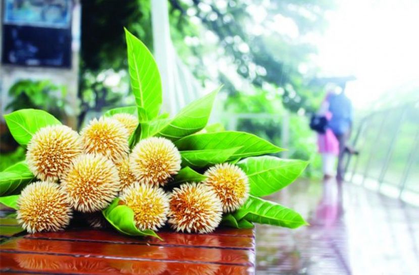 খোপার প্রথম কদমটি