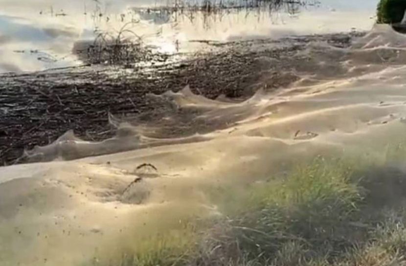 মাকড়সার জালে ঘেরা যে এলাকা