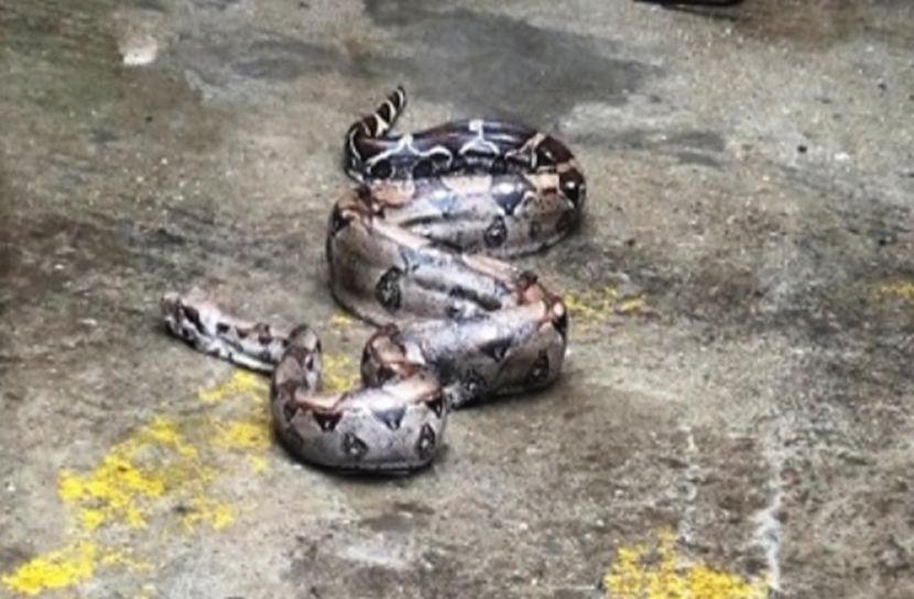 গাজীপুর