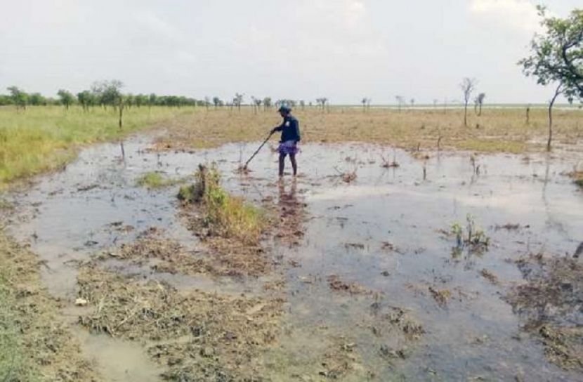 ২০ হাজার জলজ বৃক্ষ নিধন