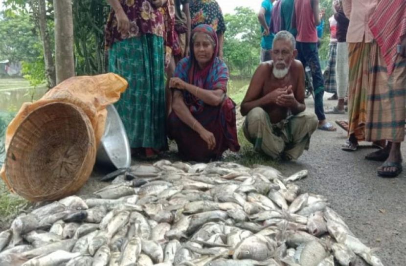 বরগুনায় বিষ প্রয়োগে মাছ নিধন
