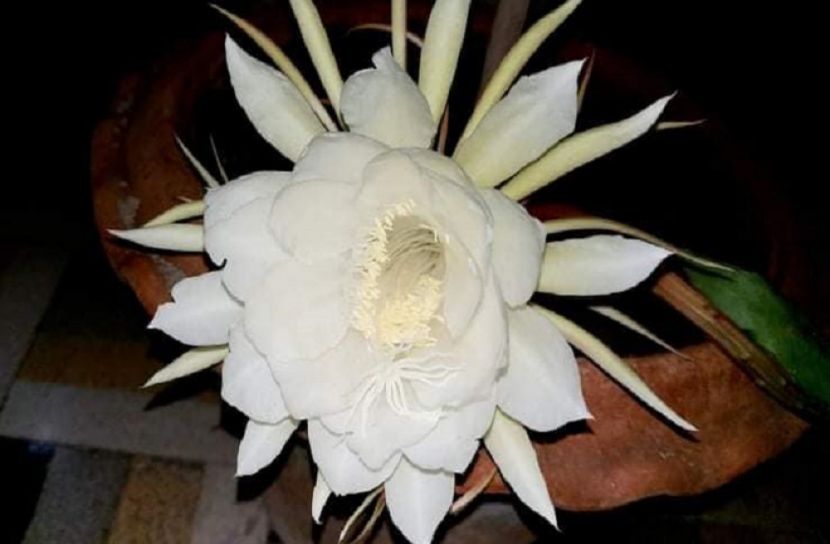 রাজধানীর বাসায় ফুটেছে নাইট কুইন