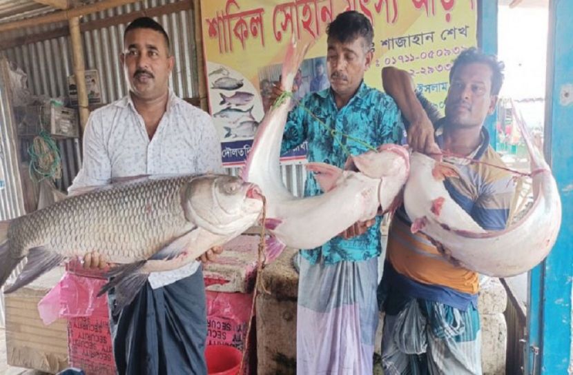 জেলেদের জালে মিলল ৫৭ হাজার টাকার ২ পাঙ্গাস ও কাতল