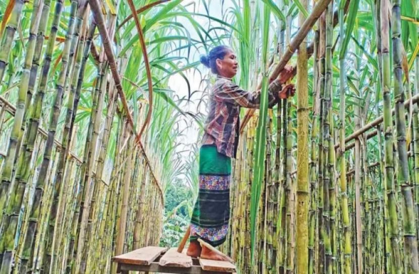 অধিক চিনি ধারণ, আখ উদ্ভাবন 