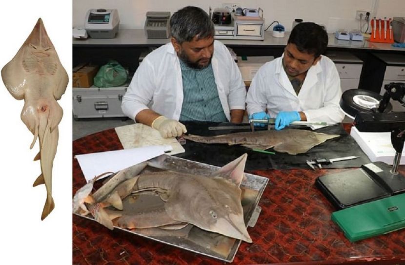 বাংলাদেশ  আবিষ্কার করলো গিটারফিশের নতুন প্রজাতি