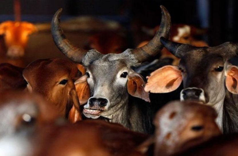 পশুররক্ত ব্যবহারের অপার সম্ভাবনা