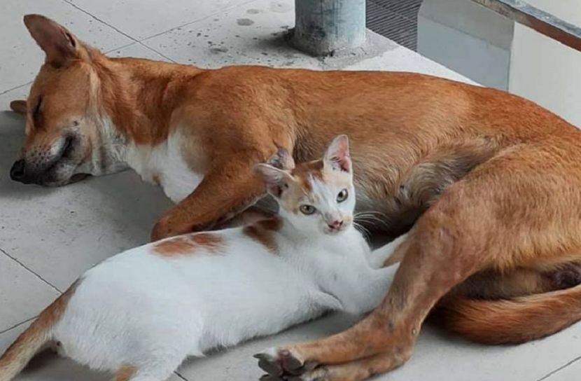 কুকুর-বেড়ালের আশ্রম হাসপাতাল
