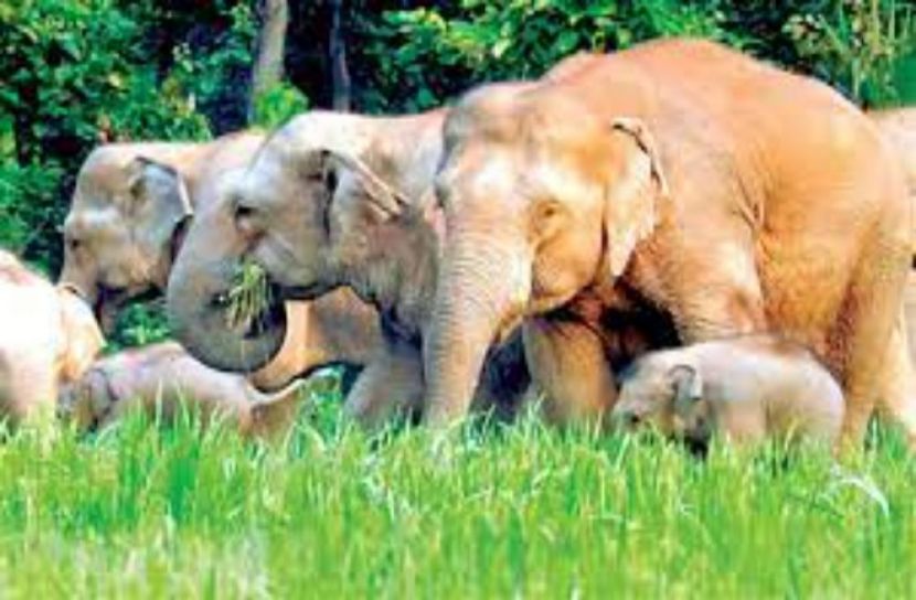 চিড়িয়াখানা ছেড়ে জঙ্গলের পথে