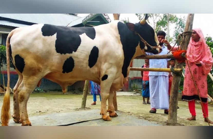 হিরো আলমের দাম ১২ লাখ!