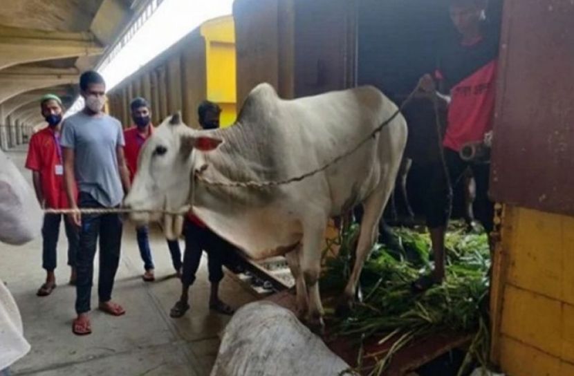 ঢাকায় গরু যাবে ৫৯২ টাকায়  