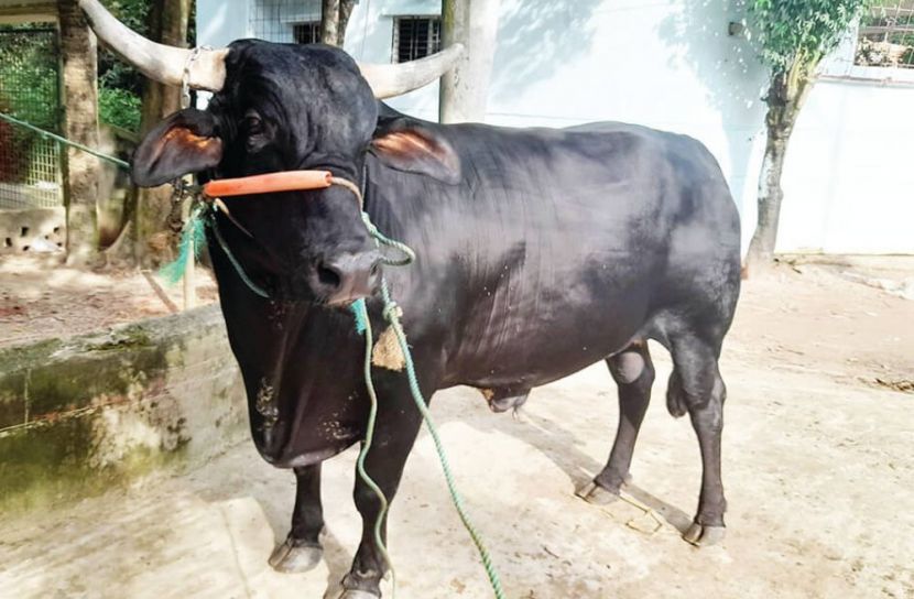 ২০ মন ওজনের কালো মানিকের দাম ১০ লাখ টাকা