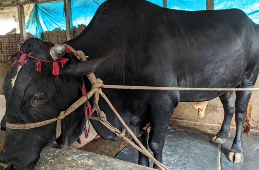 নয়া দামানের মূল্য ১৫ লাখ টাকা!
