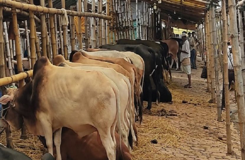 গরু আছে, নেই ক্রেতা