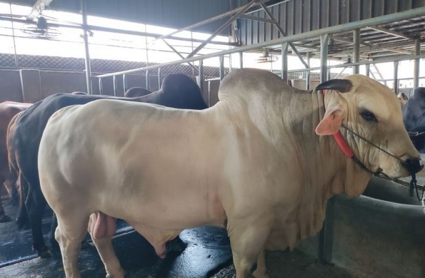 ১৭ জুলাই কোরবানির পশুর হাট শুরু