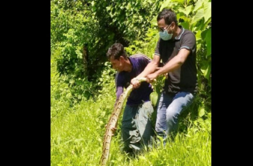 ধরা পড়লো হাঁস খেকো অজগর 