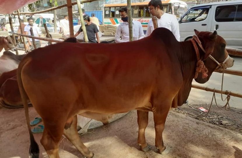 পশুর হাট তদারকি করবে ৯ টিম