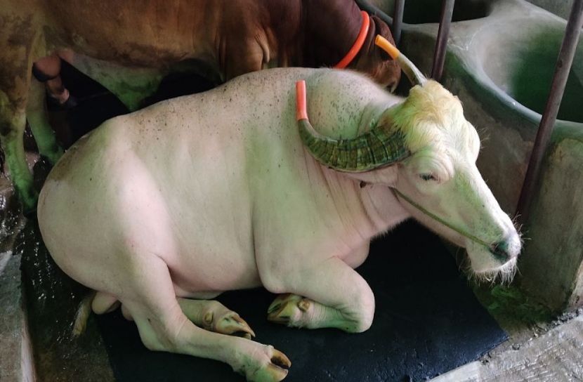 অনলাইনে ১৬৬৫ কোটি টাকার পশু বিক্রি
