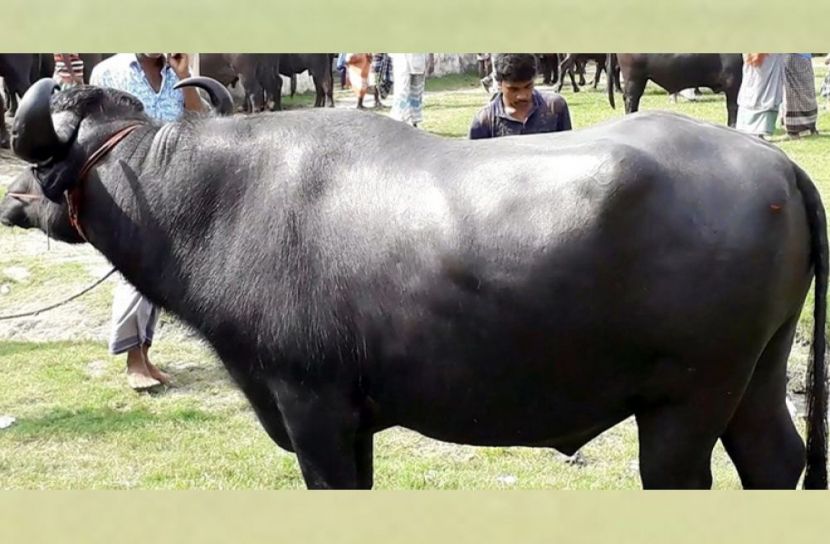 মহিষের আক্রমণে প্রাণ গেল কিশোরের