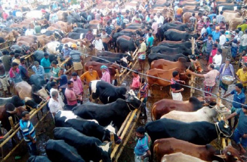 রাজধানীর হাটে পশু বেচাকেনা শুরু আজ