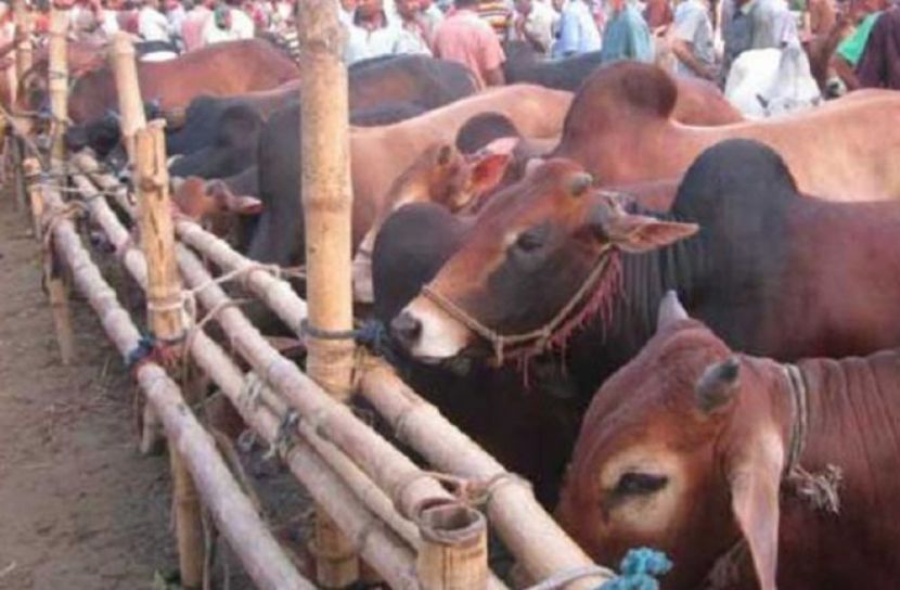 রাজধানীতে পশু বিক্রি শুরু
