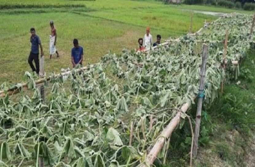 অর্ধশতাধিক লাউ গাছ নিধনের অভিযোগ