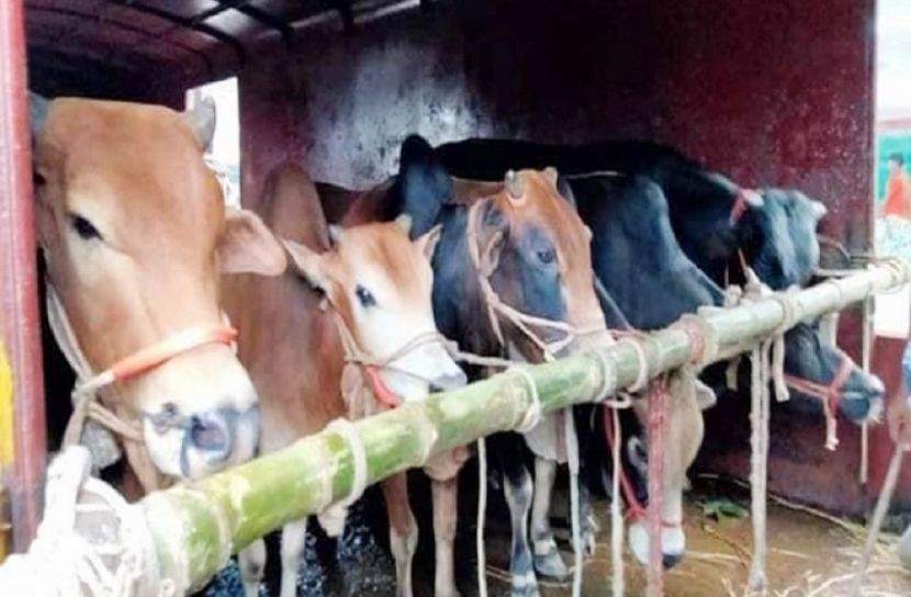 ক্যাটল স্পেশালে এলো ৮০০ গরু