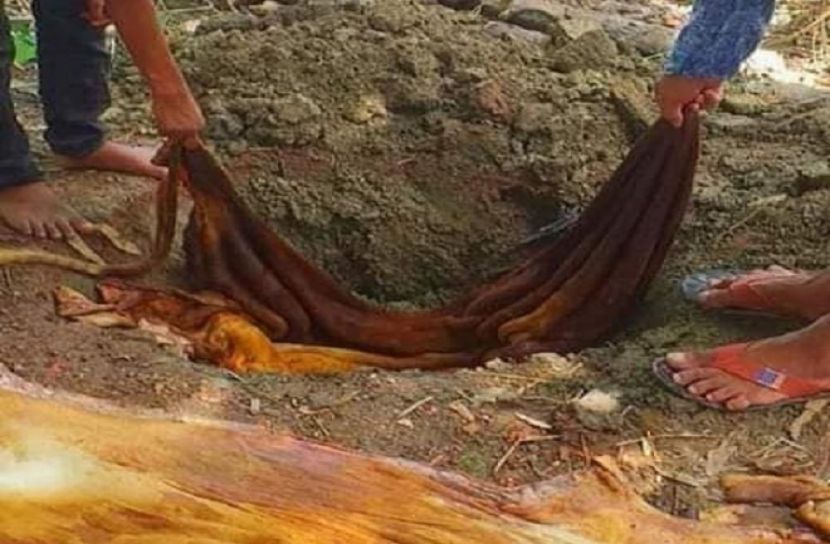 কোরবানির চামড়া ফেলে দিলে ব্যবস্থা