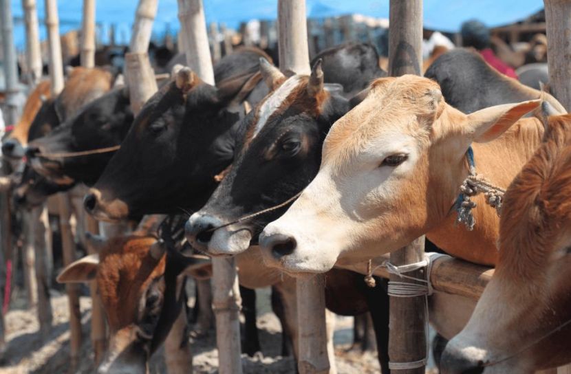 কোরবানীতে চিনে নিন সুস্থ গরু