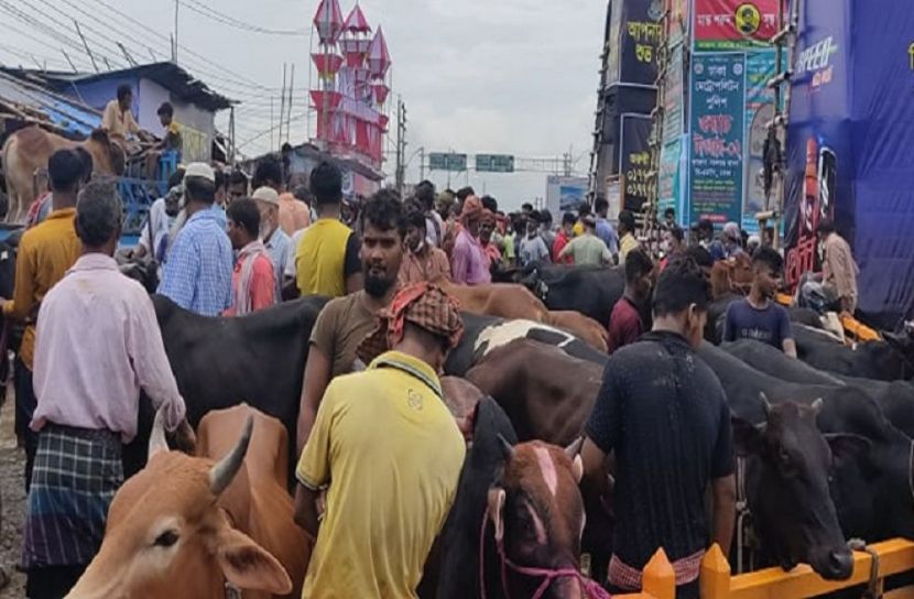 জমে উঠেছে পশুর হাট, স্বাস্থ্যবিধির নাই বালাই 