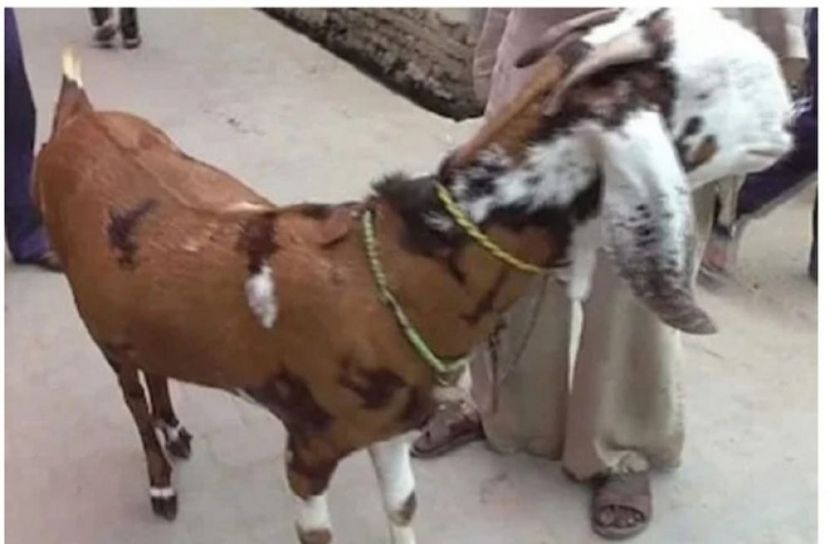 ছাগলের দাম কোটি টাকা