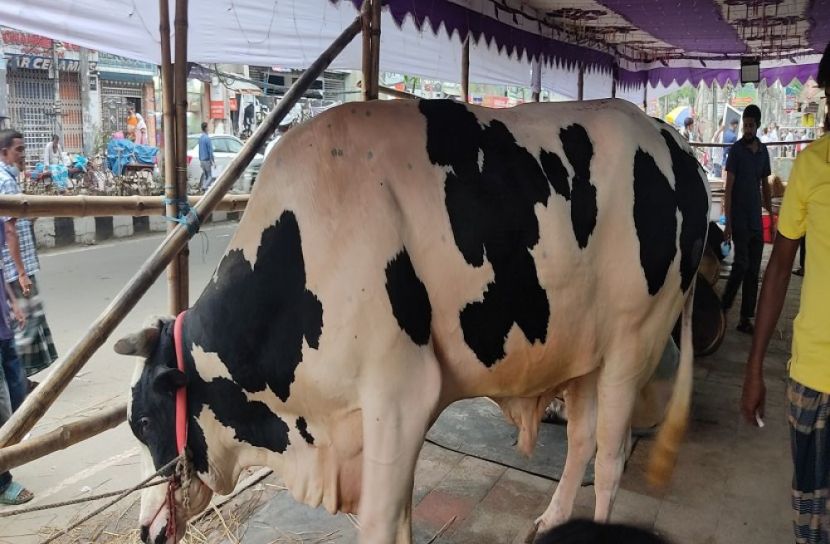 ক্ষতির আশঙ্কায় বড় গরু ছাড়ছেন ব্যাপারীরা