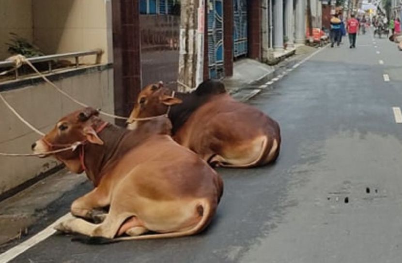 কোরবানির দোয়া